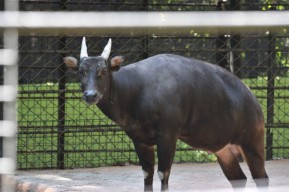 Anoa Koleksi Kebun Binatang Surabaya Mati, Ini Penyebabnya