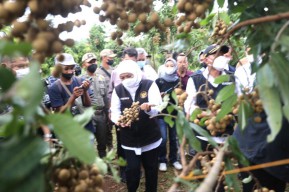 Kunjungi Perkebunan di Tuban, Gubernur Khofifah Panen Kelengkeng