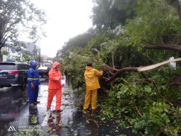 Wow! Hujan Disertai Angin Kencang di Surabaya Tumbangkan 100 Pohon Lebih