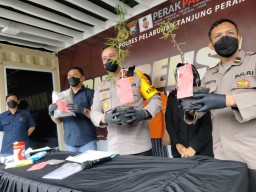 Berkebun Ganja di Rumahnya, Pria di Surabaya ini Dibekuk Polisi