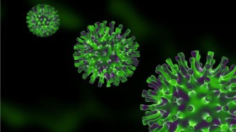 Muncul Virus Baru yang Menginfeksi Kuda dengan Angka Kematian 50 Persen