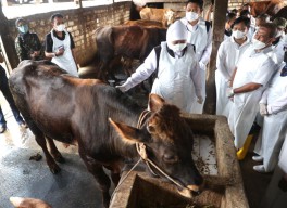 Antisipasi Penyebaran PMK Hewan Ternak, Pemprov Jatim Terapkan Biosecurity
