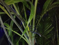 Parah! Kabel Lampu Hias di Tengah Kota Surabaya Raib Dicuri