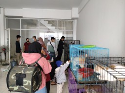 Puluhan Pecinta Hewan Bersedia Merawat Ratusan Kucing yang Terlantar di Surabaya