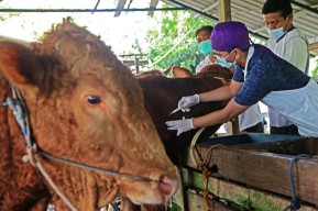 Dokter Hewan Sarankan ini agar Aman Mengkonsumsi Sapi dan Kambing saat Idul Adha
