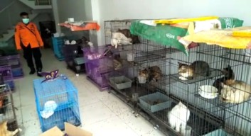 Ditinggal Pemilik, Ratusan Kucing di Surabaya Terlantar dan Terkunci dalam Ruko