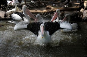 Kebun Binatang Surabaya Buka Wahana Baru Menyambut Wisatawan pada Libur Lebaran