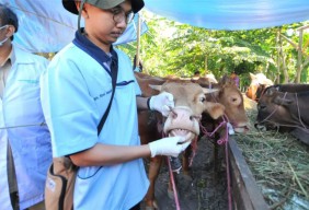 Antisipasi Virus PMK, Pemkot Perketat Aturan Masuk Hewan Ternak Sapi ke Surabaya