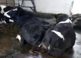 Viral Video Sapi Bergelimpangan di RPH Surabaya, Virus PMK?