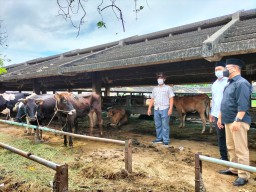 Antisipasi PMK, RPH Surabaya Siapkan Tempat Karantina Tepisah