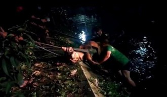 Kaget dengan Kucing, Sapi Kurban di Surabaya Tercebur Sungai