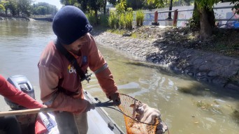Ini 6 Lokasi Pembuangan Sampah Rumen Hewan Kurban di Sungai Surabaya