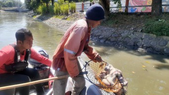 DLH Surabaya Temukan 4 Karung Rumen Hewan Kurban yang Dibuang di Sungai Ngagel