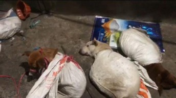 Rumah Jagal Anjing di Surabaya Digerebek, 6 Hewan Sudah Terpotong