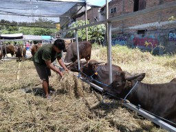 Dampak Wabah PMK, Ketersediaan Hewan Kurban di Surabaya Terbatas