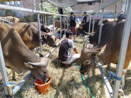 Waspada PMK, Pedagang Hewan Kurban di Surabaya Terapkan Aturan Khusus ke Pembeli