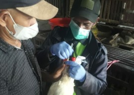 Antisipasi Virus Flu Burung, Pemkot Surabaya Lakukan Swab Unggas di Pasar-pasar