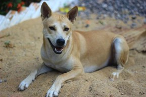 Wali Kota Eri Terbitkan SE Pelarangan Peredaran Daging Anjing di Surabaya