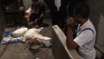 Sadis! Begini Cara Membunuh Anjing di Rumah Jagal yang Digerebek di Surabaya