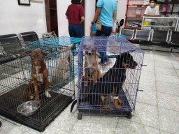 Anjing yang Diselamatkan dari Rumah Jagal di Surabaya Mengalami Luka di Kemaluan