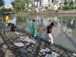 Fenomena Ikan Mabuk di Sungai Kalimas Surabaya, Warga Berebut Menangkap