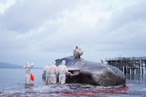 Tim Unair Identifikasi Penyebab Kematian Paus di Pesisir Banyuwangi