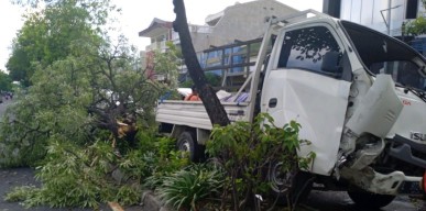 Hindari Pejalan Kaki, Pikap Tabrak Pohon hingga Tumbang di Surabaya