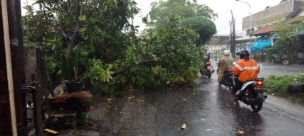 Pengendara Motor di Surabaya Nyaris Tertimpa Pohon Tumbang