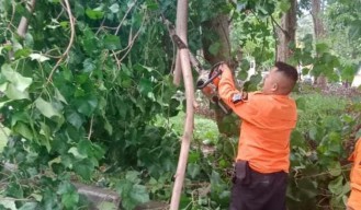 Hujan Deras Disertai Angin Tumbangkan 8 Pohon di Surabaya