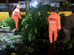 Hujan Deras Disertai Angin Kencang Tumbangkan 10 Pohon di Surabaya