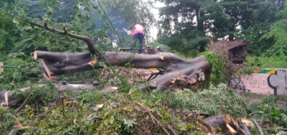 Mobil di Surabaya Ringsek Tertimpa Pohon Tumbang Akibat Hujan Disertai Angin