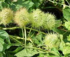 Guru Besar Kedokteran Hewan Unair Temukan Obat Kudis dari Tanaman Liar