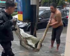Surabaya Banjir, Ular Sepanjang 3 Meter Muncul