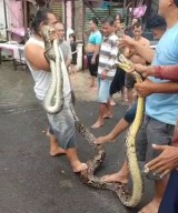 Lagi, Warga Temukan Dua Ekor Ular di Tengah Banjir Surabaya