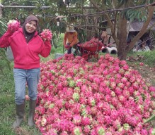 Pupuk Portan Berteknologi Nano Jadi Primadona di Kalangan Petani Buah Naga
