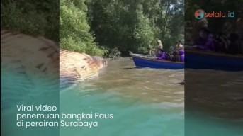 Video Bangkai Paus Terdampar di Perairan Surabaya