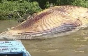Bangkai Paus Terdampar di Surabaya Memiliki Panjang 12 Meter dan Berat 10 Ton