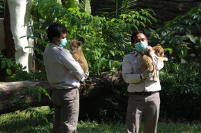 Penantian 18 Tahun! Akhirnya Lahir Anak Singa di KBS, Bima dan Dona