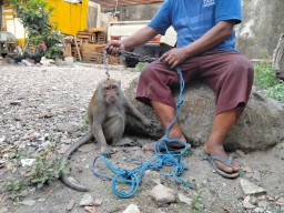 Rambo, Monyet Penyerang Dua Bocah Disebut Tak Punya Gejala Rabies