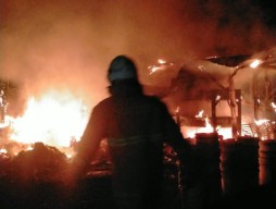 Kandang Ternak di Surabaya Terbakar, 50 Bebek Mati Terpanggang