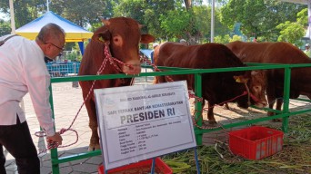 Gasbi Sapi Kurban Presiden Jokowi Tiba di Masjid Al-Akbar Surabaya, Berat 1.15 Ton