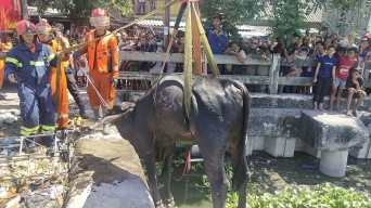 Sapi Kurban di Surabaya Ngamuk hingga Nyebur Bozem