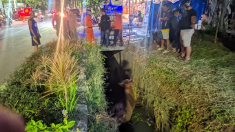 Lagi, Sapi Kurban di Surabaya Tercebur Selokan