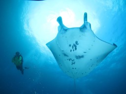 Eksotisnya Diving di Nusa Penida Bali, Ikan Pari Manta di Depan Mata