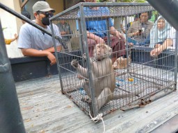 Monyet Penyerang Dua Bocah di Surabaya Tertangkap, Namanya Rambo