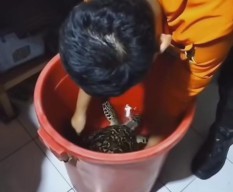 Warga Temukan Penyu di Sungai Gunung Anyar Surabaya