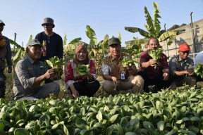 Pemkot Surabaya Tanam Cabai Serentak Bersama Kelompok Tani se-Surabaya