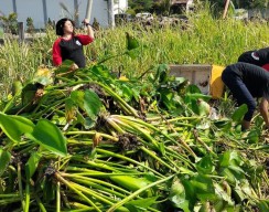 Bersihkan Sungai Kali Makmur, Warga Wiyung Inisiatif Manfaatkan Eceng Gondok jadi Pupuk