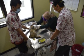 Pemkot Surabaya Buka Klinik Hewan Gratis, Begini Cara Daftarnya