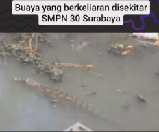 Ngeri! Beredar Video Buaya Berkeliaran di Sekitar SMPN 30 Surabaya